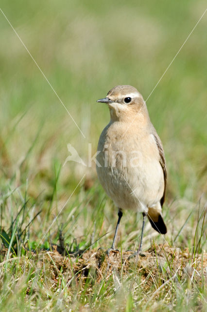 Northern Wheatear (Oenanthe oenanthe)