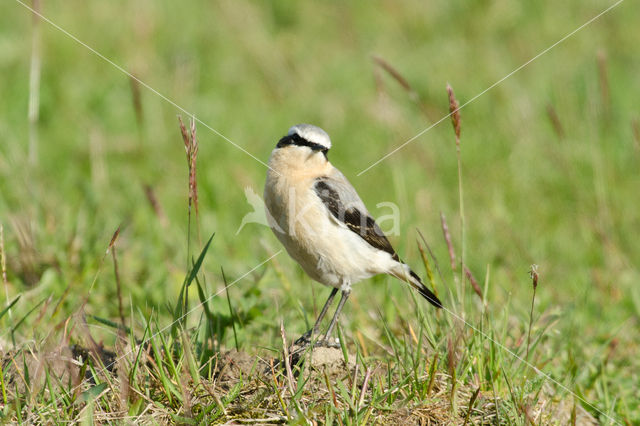 Northern Wheatear (Oenanthe oenanthe)