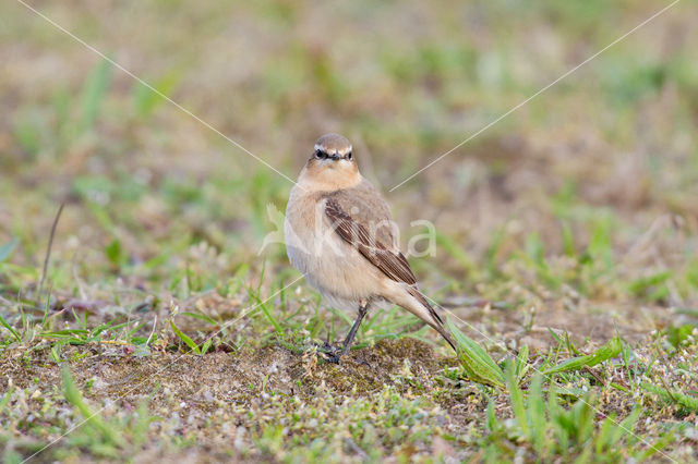 Northern Wheatear (Oenanthe oenanthe)