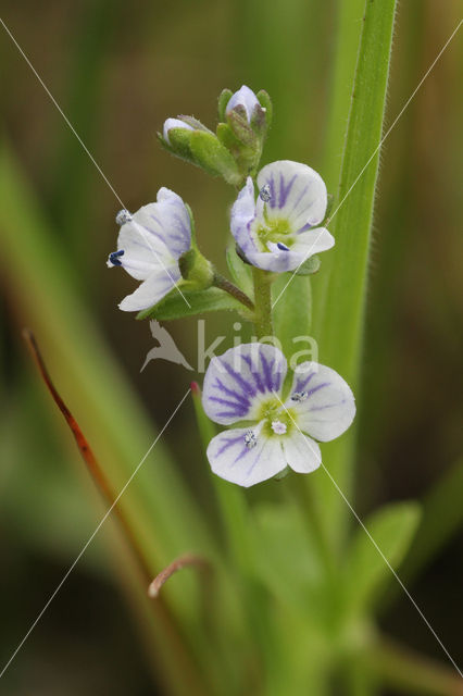 Thyme-leaved Speedwell (Veronica serpyllifolia)