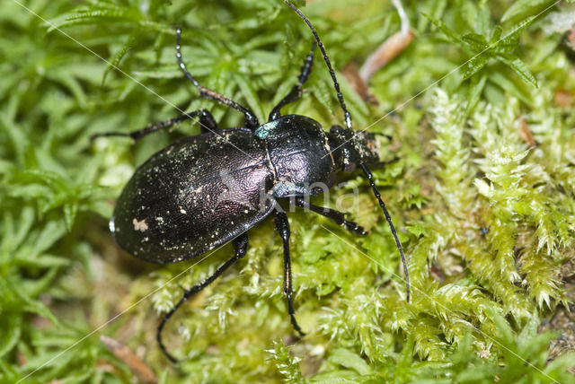 Carabus nemoralis