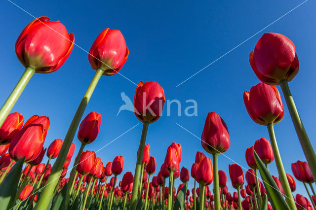 Tulip (Tulipa)