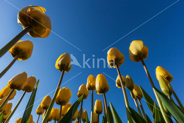 Tulip (Tulipa)