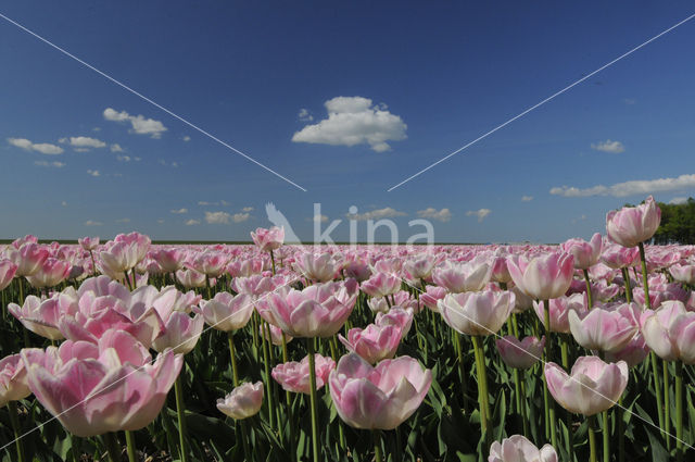 Tulip (Tulipa)