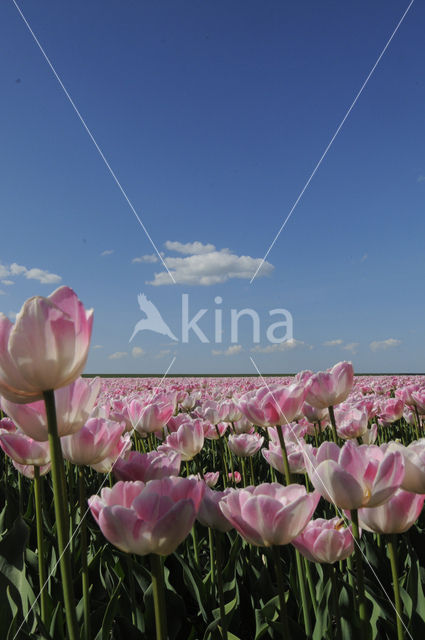 Tulp (Tulipa)