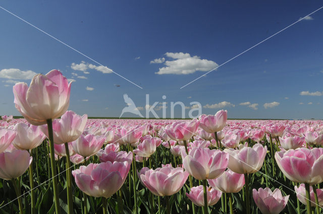 Tulip (Tulipa)