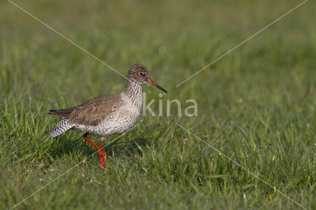 Common Redshank (Tringa totanus)