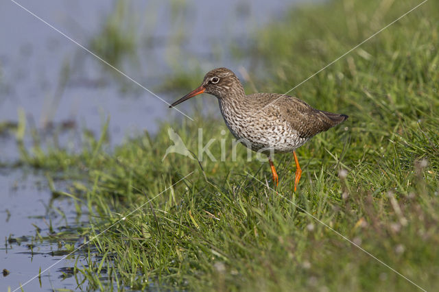 Common Redshank (Tringa totanus)