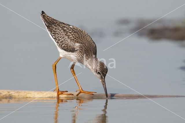 Common Redshank (Tringa totanus)