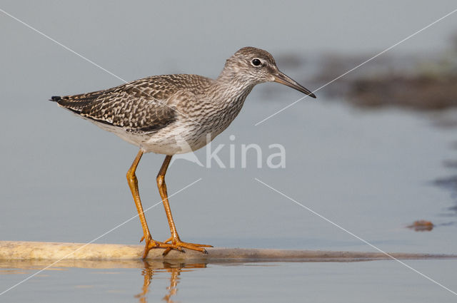 Common Redshank (Tringa totanus)