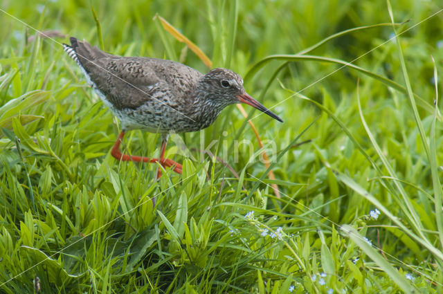 Tureluur (Tringa totanus)