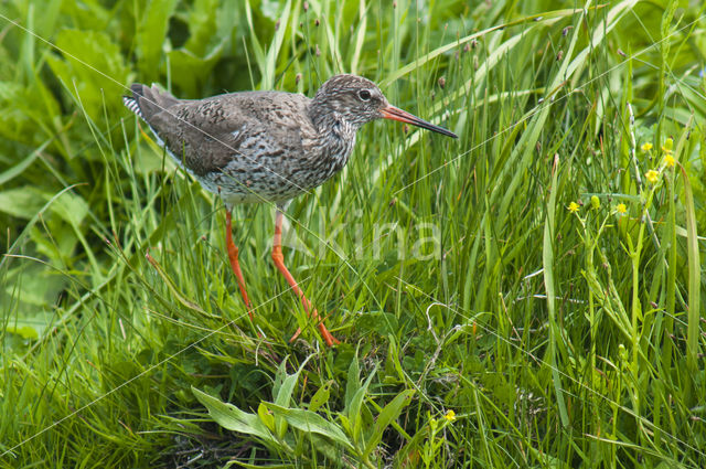 Tureluur (Tringa totanus)