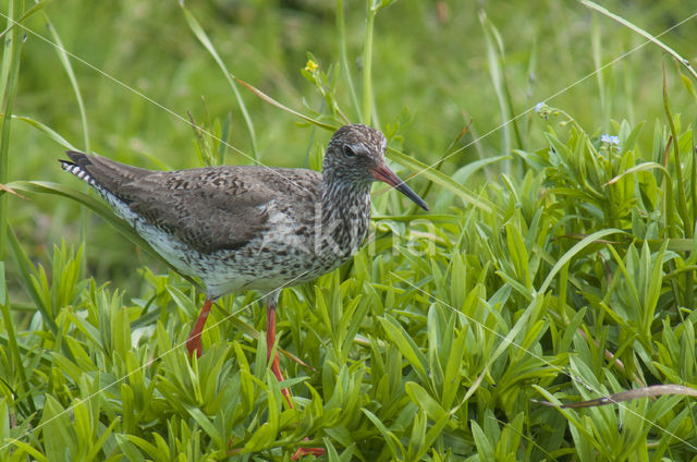 Common Redshank (Tringa totanus)