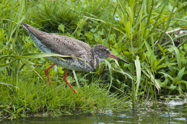 Common Redshank (Tringa totanus)