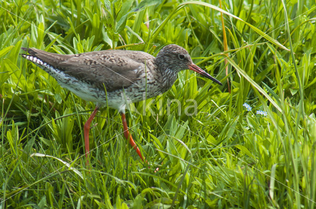 Tureluur (Tringa totanus)