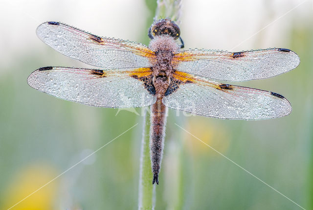 Viervlek (Libellula quadrimaculata)