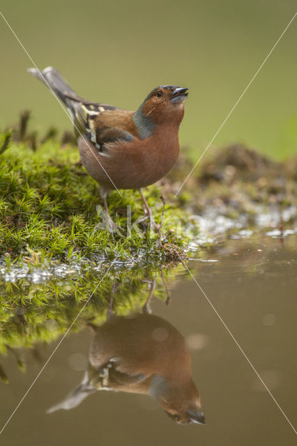 Vink (Fringilla coelebs)