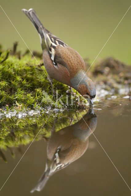 Chaffinch (Fringilla coelebs)