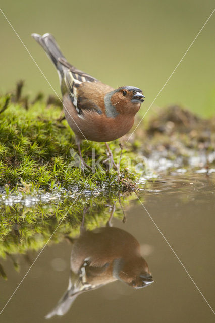 Vink (Fringilla coelebs)