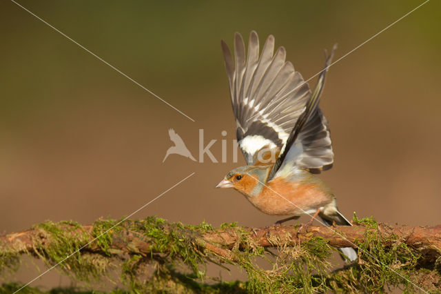 Chaffinch (Fringilla coelebs)