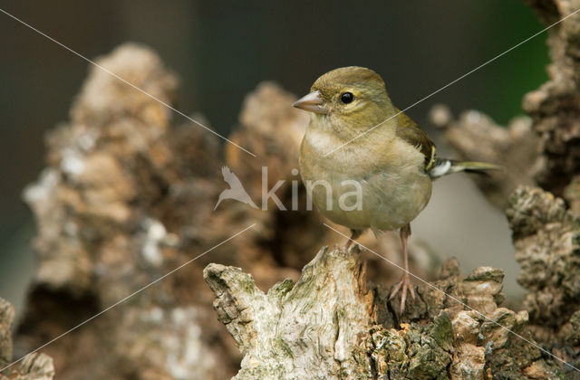 Vink (Fringilla coelebs)