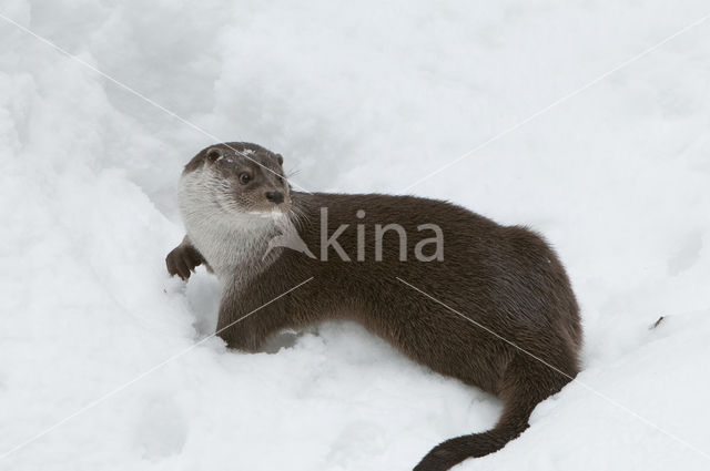 European Otter (Lutra lutra)