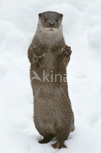 European Otter (Lutra lutra)