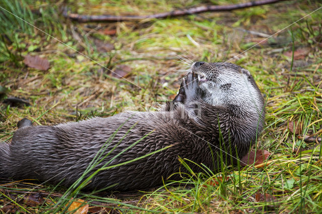 European Otter (Lutra lutra)