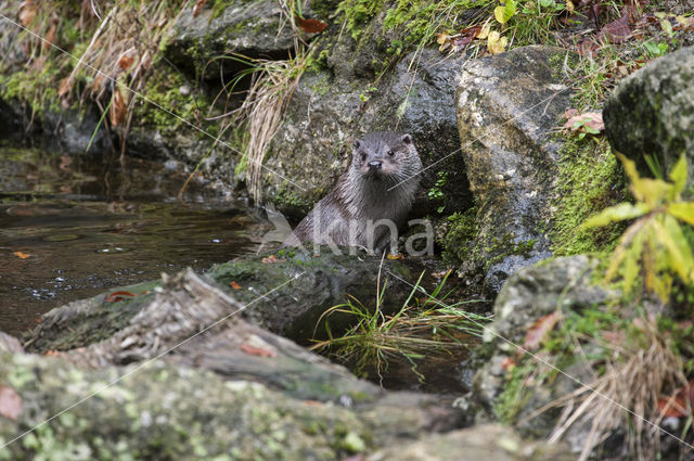 European Otter (Lutra lutra)