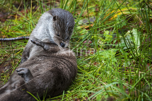 European Otter (Lutra lutra)