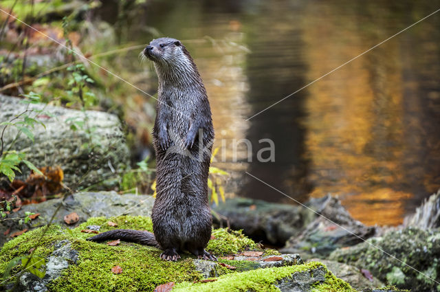 European Otter (Lutra lutra)