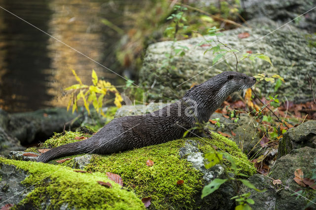 European Otter (Lutra lutra)