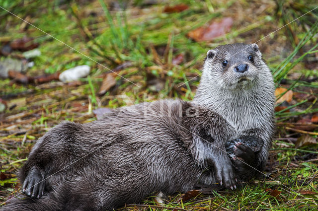 European Otter (Lutra lutra)