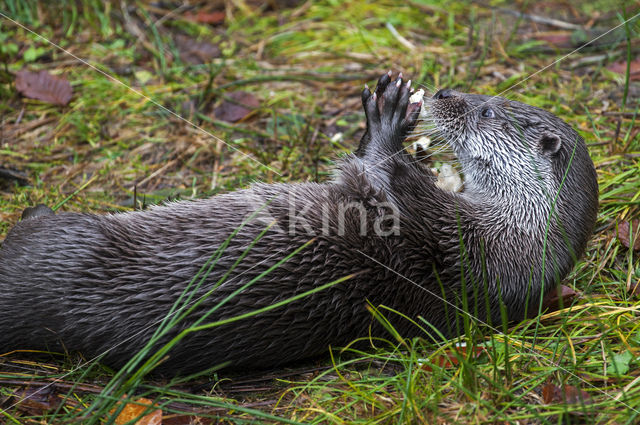 European Otter (Lutra lutra)