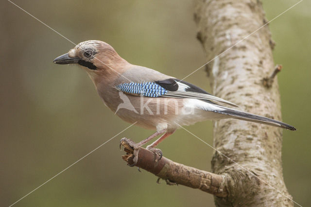 Vlaamse Gaai (Garrulus glandarius)