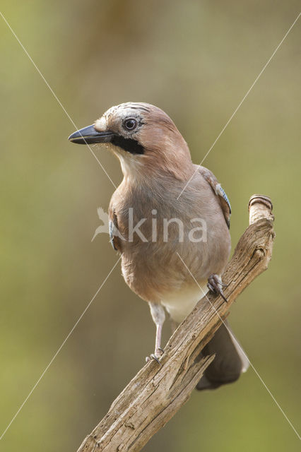 Eurasian Jay (Garrulus glandarius)