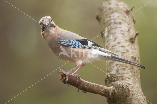 Eurasian Jay (Garrulus glandarius)