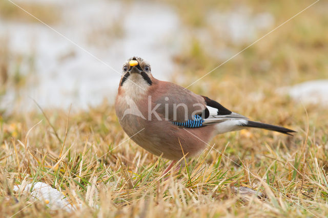 Vlaamse Gaai (Garrulus glandarius)