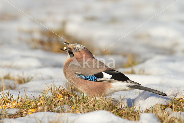 Eurasian Jay (Garrulus glandarius)