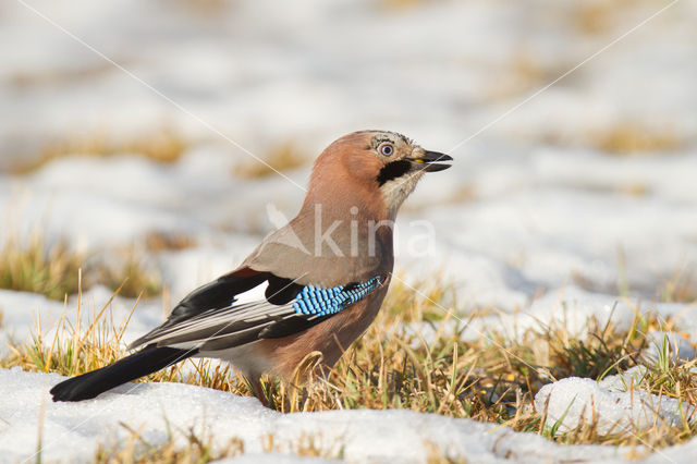 Vlaamse Gaai (Garrulus glandarius)