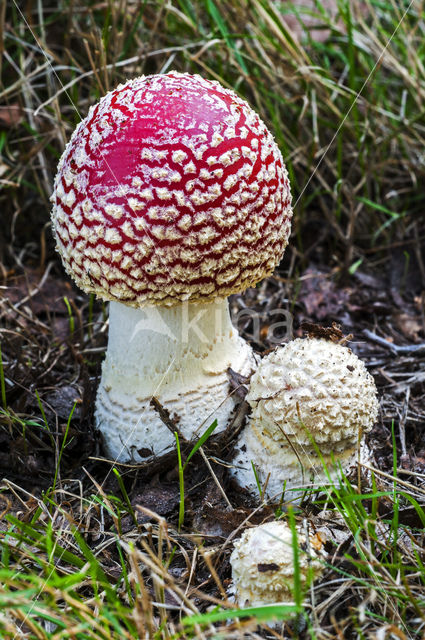 Fly agaric (Amanita muscaria)