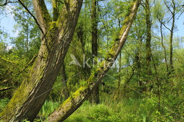 Vogeleiland Zwarte Meer