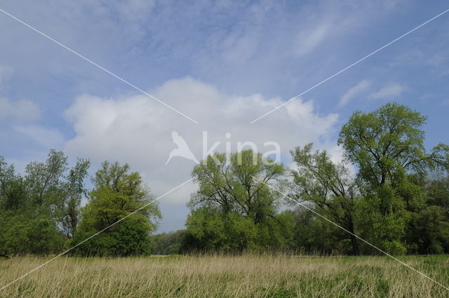 Vogeleiland Zwarte Meer