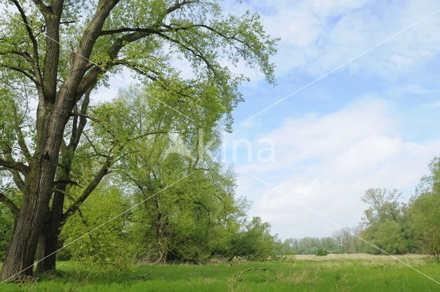 Vogeleiland Zwarte Meer