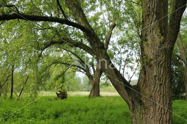 Vogeleiland Zwarte Meer