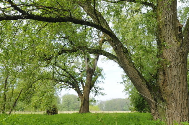 Vogeleiland Zwarte Meer