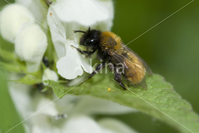 Tawny Mining Bee (Andrena fulva)