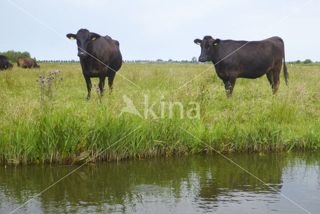 Wagyu rund (Bos Domesticus)