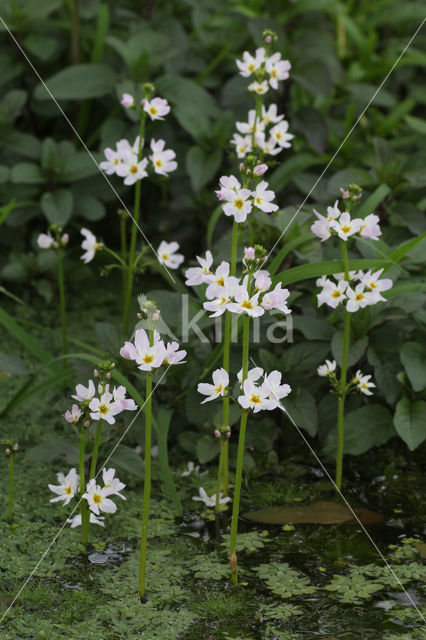 Waterviolet (Hottonia palustris)