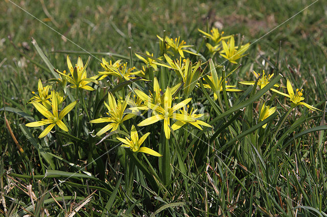Meadow Gagea (Gagea pratensis)